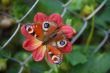 Flower with butterfly