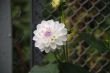 White flower