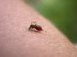 Mosquito on my hand. Part 6.
