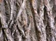 ragged