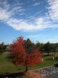 The red maple