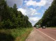Road in green forest