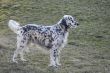 English Setter