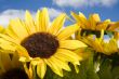 Artificial flowers
