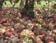 Carpet of apples