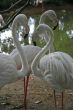 Three flamingos