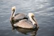 Two pelicans