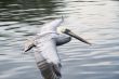 Flight of white pelican