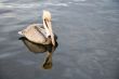 Brown pelican