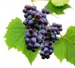 Black grape