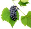 Black grape