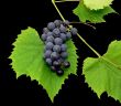 Black grape