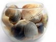 Sea cockleshells in a glass
