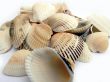 Sea cockleshells in a glass