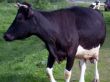 The cow