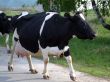 The cow