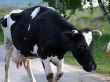 The cow