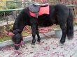 The pony