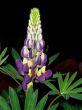 flower at night