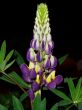 flower at night