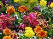 flowerses