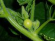An arising pumpkin