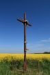 Cross and canola