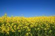 Flower Field