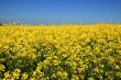 Flower Field