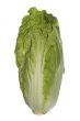 chinese cabbage