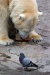 Bear and pigeon
