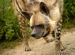 Hyena