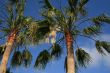 palm Washingtonia filifera