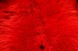 Red Fur Texture