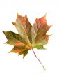 Red maple leaf