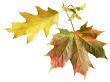 Red maple leaf