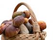 Basket full of mushrooms
