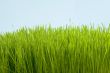 green conservation grass