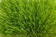 green conservation grass