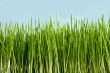 green conservation grass