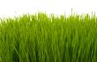 green conservation grass