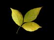 Isolated leaf