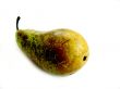 Conference pear