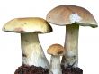 Isolated mushrooms