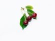 Three berries