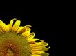 Sunflower on black