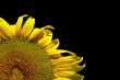 Sunflower on black
