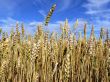 Harvest
