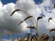 Harvest