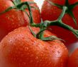 Tomatoes